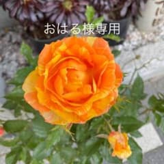 おはる様　専用のサムネイル
