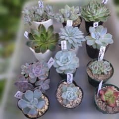 エケベリア12鉢セット多肉植物のサムネイル