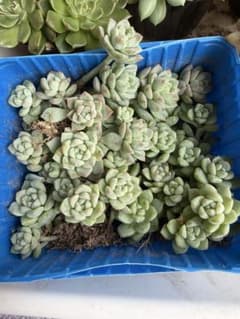 プロリフィカ　多肉植物のサムネイル