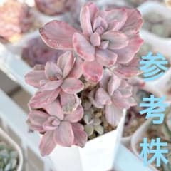レア❣️ジプシー錦 1つ 抜き苗 斑入り 多肉植物 - メルカリ