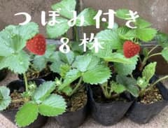 苺の苗　丈夫で毎年収穫 良く増えるのサムネイル