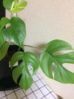 姫モンステラのサムネイル