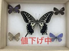 蝶 標本 5種セット インテリアのサムネイル