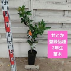 せとか 新2年生 苗木 登録品種のサムネイル