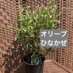 オリーブの木 ひなかぜ 6号鉢 - メルカリ