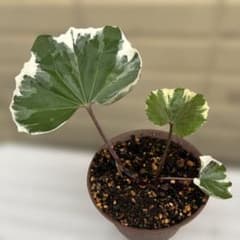 斑入りツワブキのサムネイル