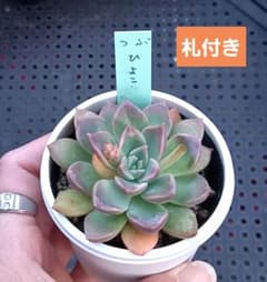 m41777030815_1.jpg?1710326877