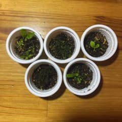 【1セット限定出品】胞子培養15株セット/ビカクシダ 5品種セット】ビカクシダ 胞子培養株 胞子体 前葉体 - メルカリ