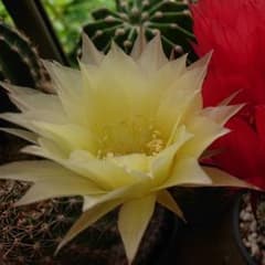 花サボテン  種鞘つきのサムネイル