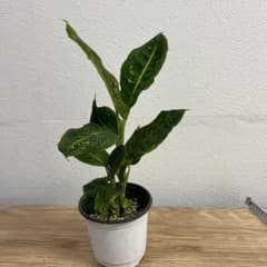 【希少】ディフェンバキア リフレクター　観葉植物（4号鉢発送）のサムネイル
