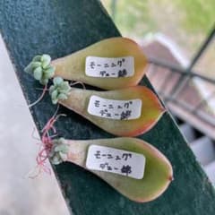 多肉植物 葉挿しのサムネイル