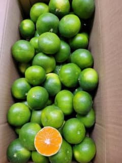 5 kg of extra-early ripening mandarins from Nagasaki Prefecture