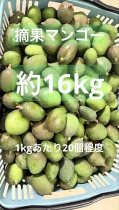 摘果マンゴー 約16Kg （※梱包を含む） - メルカリ