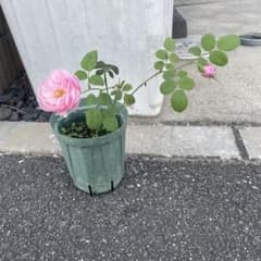 小中型バラ挿し苗 抜き苗のサムネイル