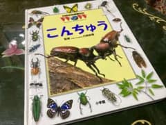 21世紀幼稚園百科「こんちゅう」/小学館のサムネイル
