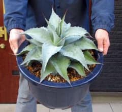 現品】アガベ・オバティホリア・バンジー 12号 HT番 - メルカリ