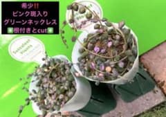 希少ピンク斑入りグリーンネックレス ☆根付きとcut✂︎①pot分