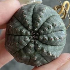 B23203☆オークション販売☆極上！モンスト株！！ユーフォルビア