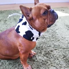 犬用　ペット用　モーモークールスヌード　クールネックのサムネイル