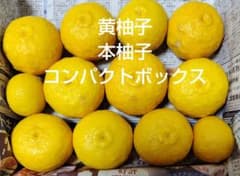 ８ 黄柚子 本柚子 コンパクトボックスのサムネイル