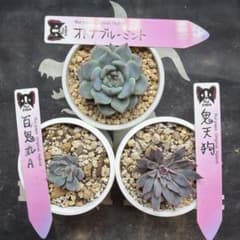 ルイパパさん苗 命名株 百鬼丸A 鬼天狗 オトナブルーミント 鉢ごと発送