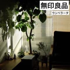 【送料無料】無印良品 大型 観葉植物 フィカスウンベラータ　200cm曲がり 送料無料】無印良品 大型 観葉植物 フィカスウンベラータ 200cm曲がり