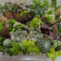 多肉植物カット苗のサムネイル