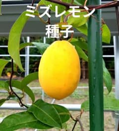 パッションフルーツ　ミズレモン種子　120粒のサムネイル