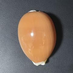 貝殻　標本　ナンヨウダカラ　特大　108mmのサムネイル