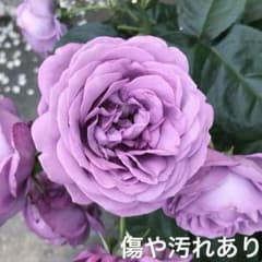 バラ苗 四季咲き 藤色 紫系ロゼット咲き 6cmポット⑤' 小さな苗