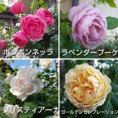 バラ／挿し穂／枝／ツルバラ／4品種 - メルカリ