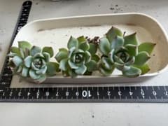 チワワエンシス　多肉植物のサムネイル