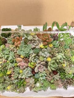 多肉植物　カット苗　寄植え用のサムネイル