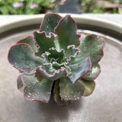 多肉植物　エケベリア　フリルエケ　プリンセスパール① 抜き苗のサムネイル