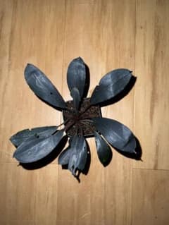 Bucephalandra sp. Dark Afrika - メルカリ