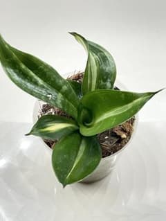 ☆S-17 希少 サンスベリア ブラケニア 斑入り 鉢ごとメルカリ発送 ☆S-17 希少 サンスベリア ブラケニア 斑入り 鉢ごとメルカリ発送