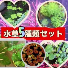 ❤️天然水草5種類セット❤️ウォータークローバームチカ アナカリス