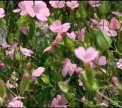 かすみ草　種　一重　ピンクのサムネイル