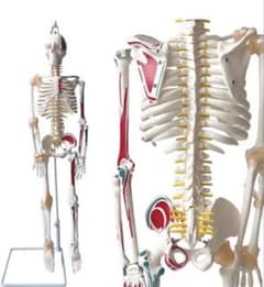 3D人体模型 半分の筋肉と骨格 スタンド付きのサムネイル