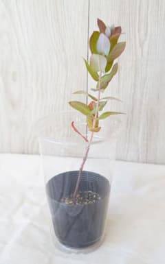 珍しいユーカリの苗 1pot 苗木 ポット苗 ユーカリ苗のサムネイル