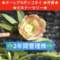 3887☘️1年間管理株☘️⭐️オーレアXボッコネイ⭐️芳香⭐️小輪⭐️大木ナーセリー⭐️ 185☘️2年間管理株☘️⭐️オーレアXボッコネイ ⭐️芳香⭐️大木