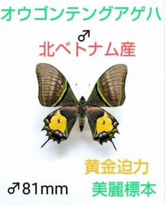 最終価格‼️オウゴンテングアゲハ ♂標本 81mm北ベトナム産☆人気種