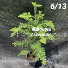 ②*ஐ美しい樹形で盆栽やツリーにも*:ஐ【ナンヨウスギ・アローカリア】苗木・８号 ①*ஐ美しい樹形で盆栽やツリーにも*:ஐ【ナンヨウスギ・アローカリア