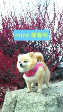 キキララ 裏起毛 コート 厚手 パーカー 犬 防寒のサムネイル