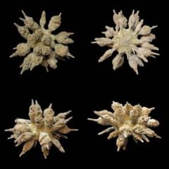 ドングリウニ　ウニの殻 ドングリウニ ウニの殻 - メルカリ