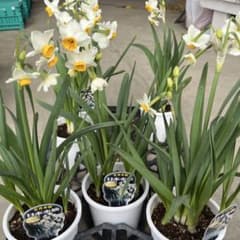 スイセン 日本水仙 3鉢 - メルカリ