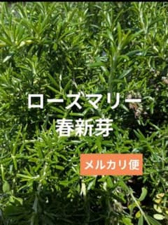M9　ハーブ　ローズマリー　新芽カット枝100本以上　ネコポス M3 ハーブ ローズマリー 新芽カット枝60カット程 ネコポス - メルカリ