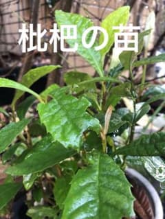 枇杷の苗★無農薬のサムネイル