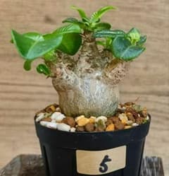 ウィンゾリー 5 国内実生 国内繁殖 自家採種 パキポディウム 塊根植物 ウィンゾリー 5 国内実生 国内繁殖 自家採種 パキポディウム 塊根植物