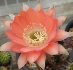 花サボテン 「O-O」 カキ子2つ オレンジ系美花 サボテン - メルカリ